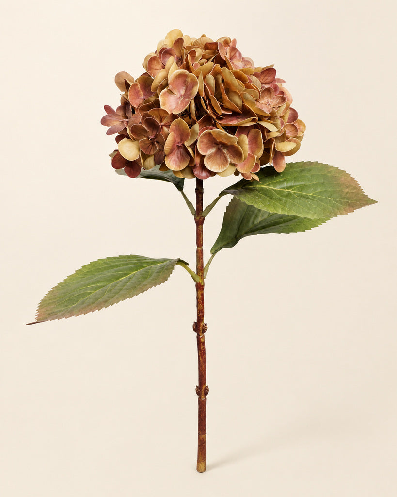 Brown Athens Hydrangea - 53 cm