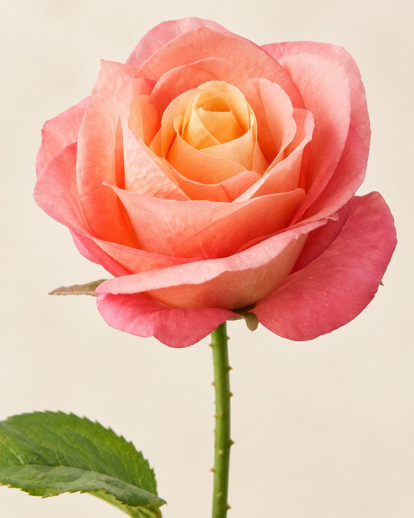 Golden Orange Artificial French Rose Stem - 55 cm