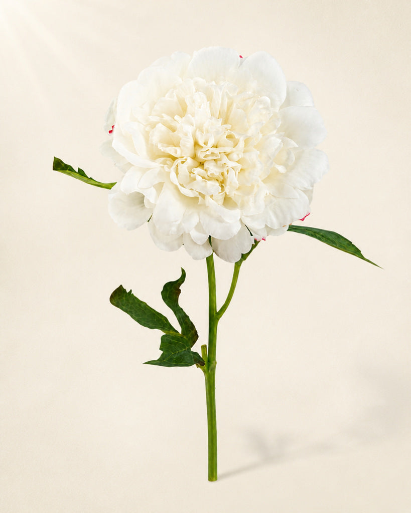 White Fabric Artificial Peony Stem - 56 cm