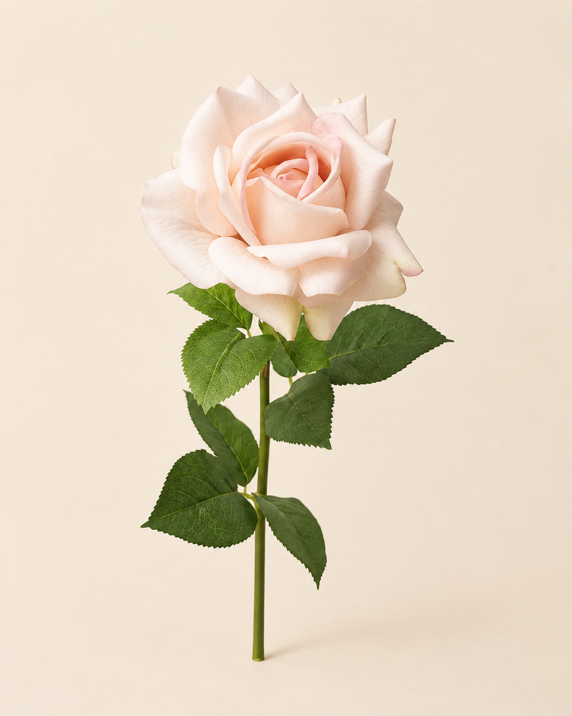 Blush Champagne Austin Artificial Rose Stem - 73 cm