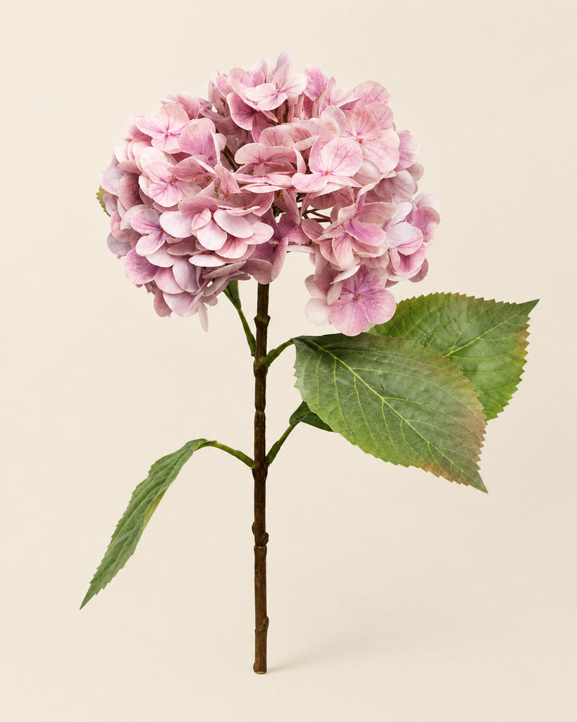 Dark Purple Athens Hydrangea - 53 cm