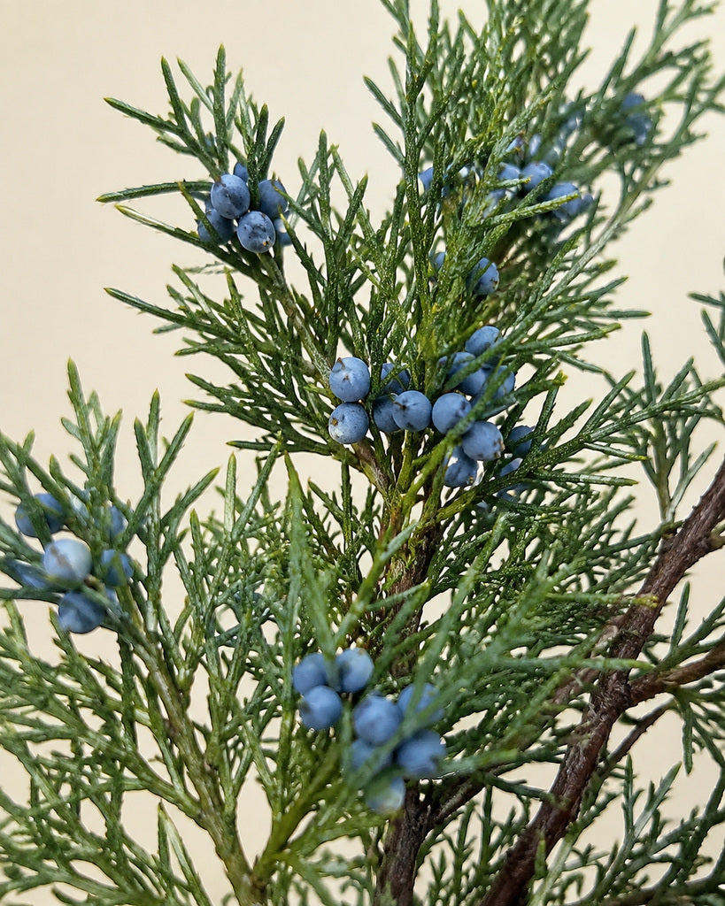 Plastic Artificial Pine Berry Branch - 65 cm
