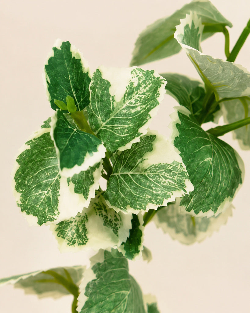 Green White Artificial Cuban Oregano Greenery Spray - 40 cm