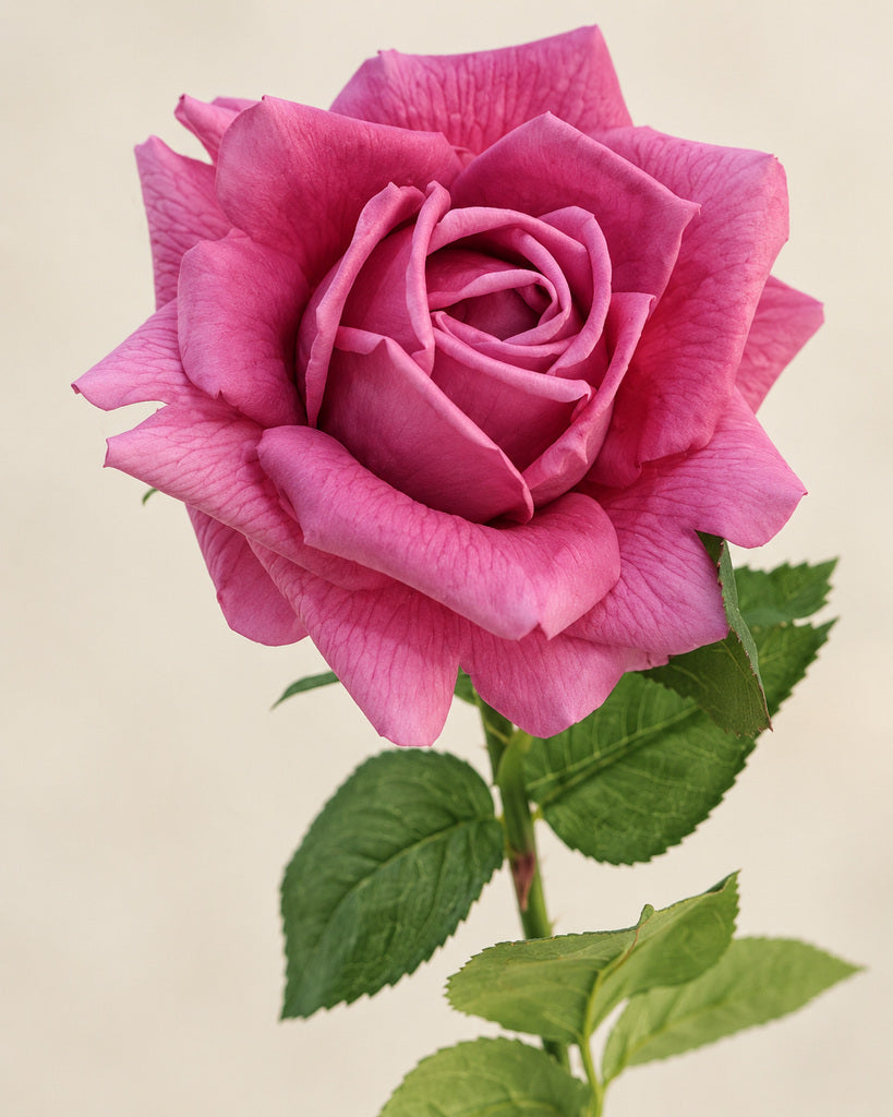 Mauve Austin Artificial Rose Stem - 73 cm