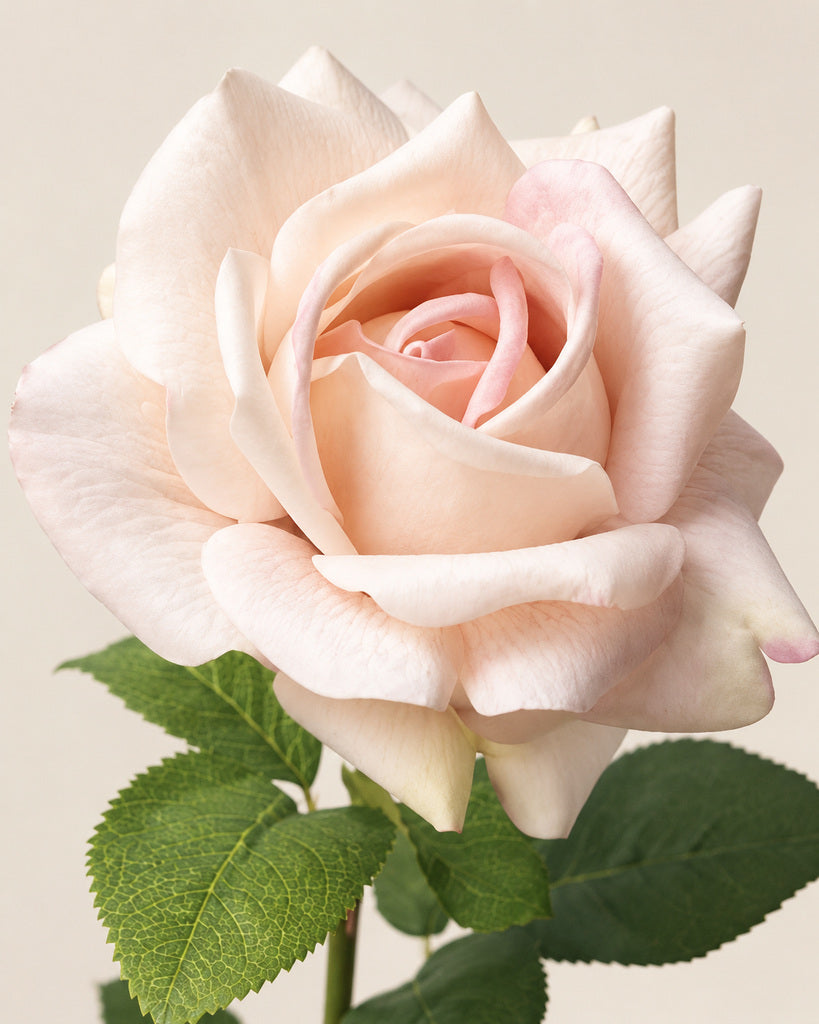 Blush Champagne Austin Artificial Rose Stem - 73 cm