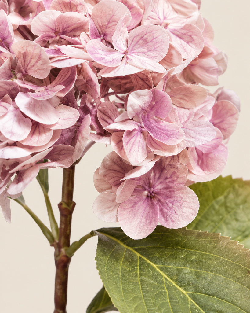 Dark Purple Athens Hydrangea - 53 cm