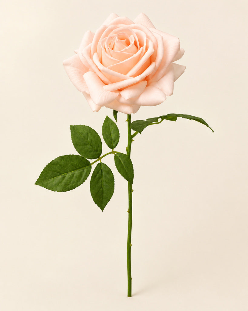 Champagne Fabric Artificial Rose Stem - 66 cm