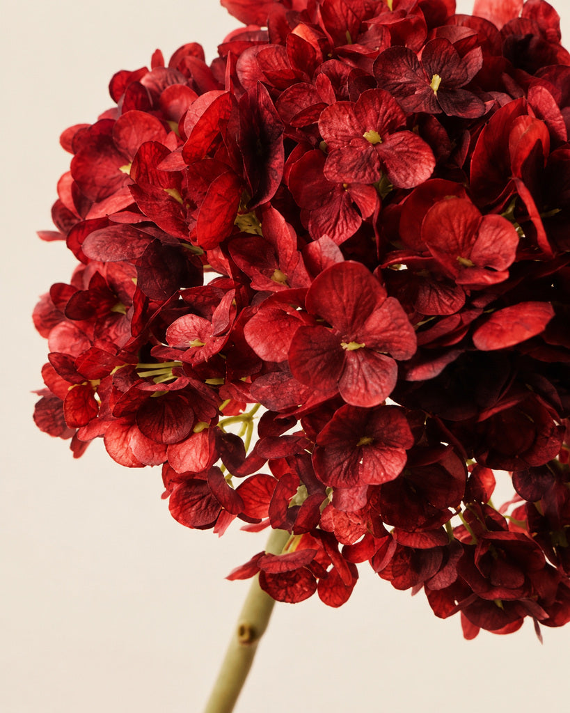 Red Dutch Hydrangea Large Stem - 64 cm