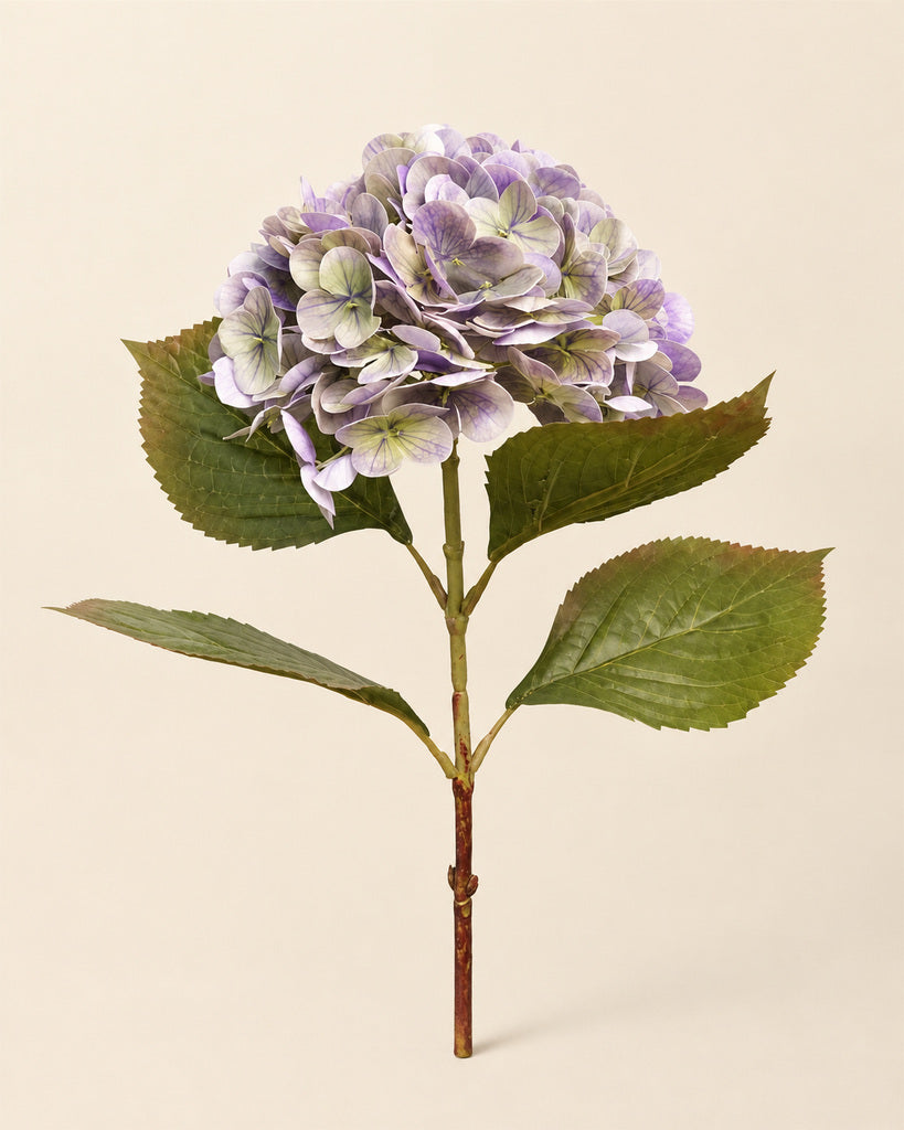 Purple Green Athens Hydrangea - 53 cm