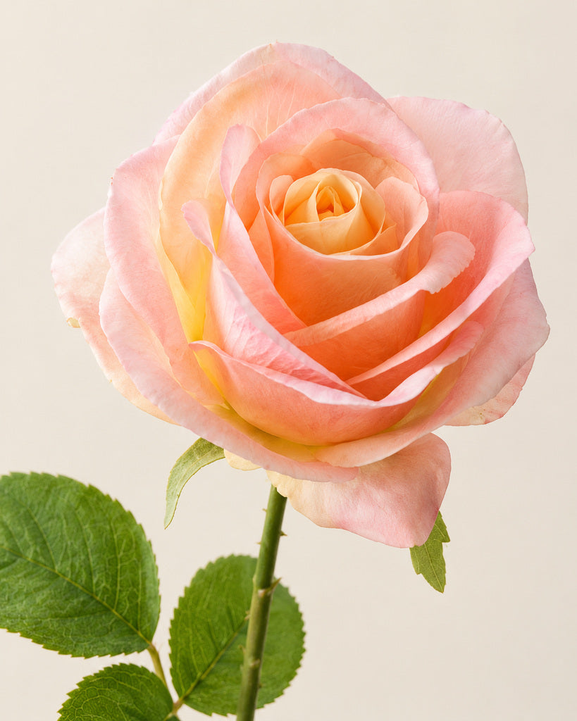 Sunset Pink Artificial French Rose Stem - 55 cm