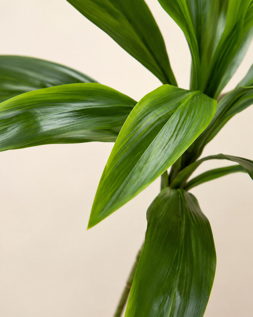 Green Artificial Brazilian Wood Lily Bamboo Branch - 96 cm
