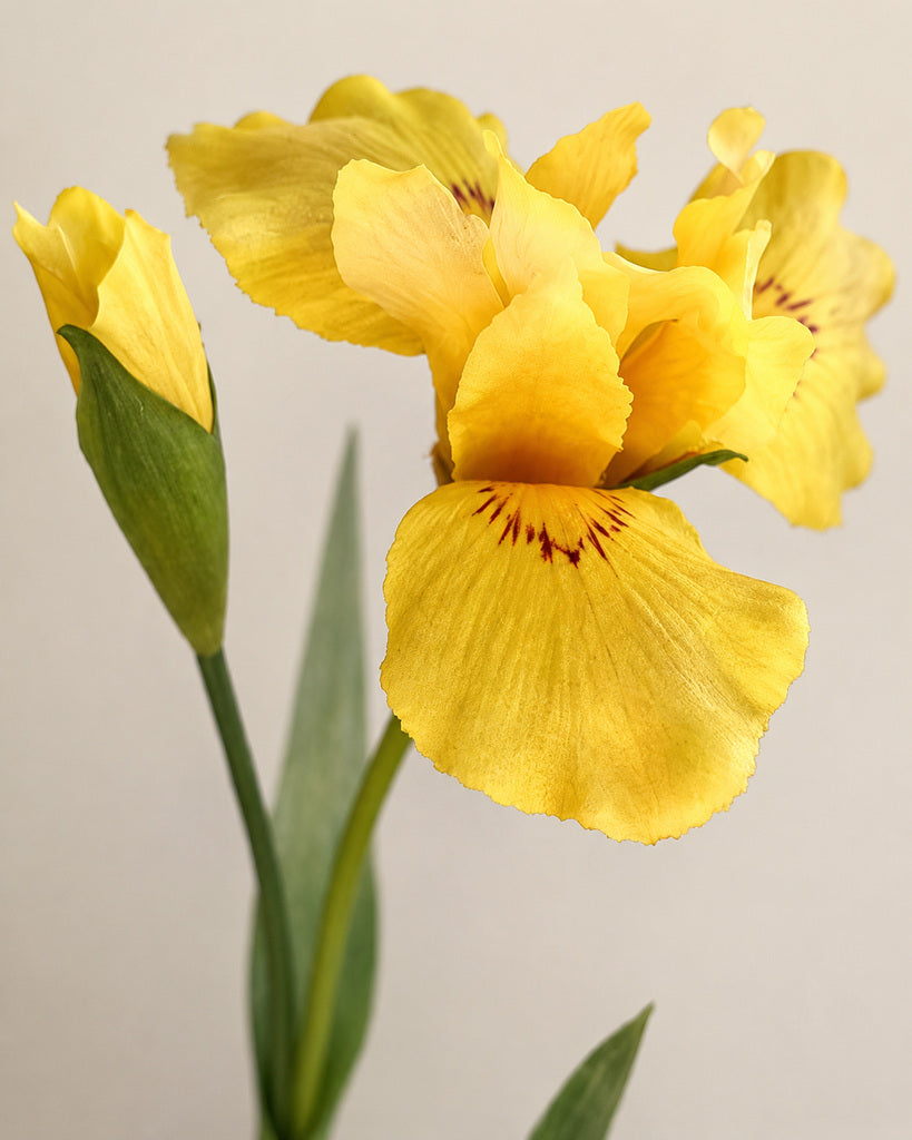 Yellow Artificial Iris Floral Stem - 75 cm