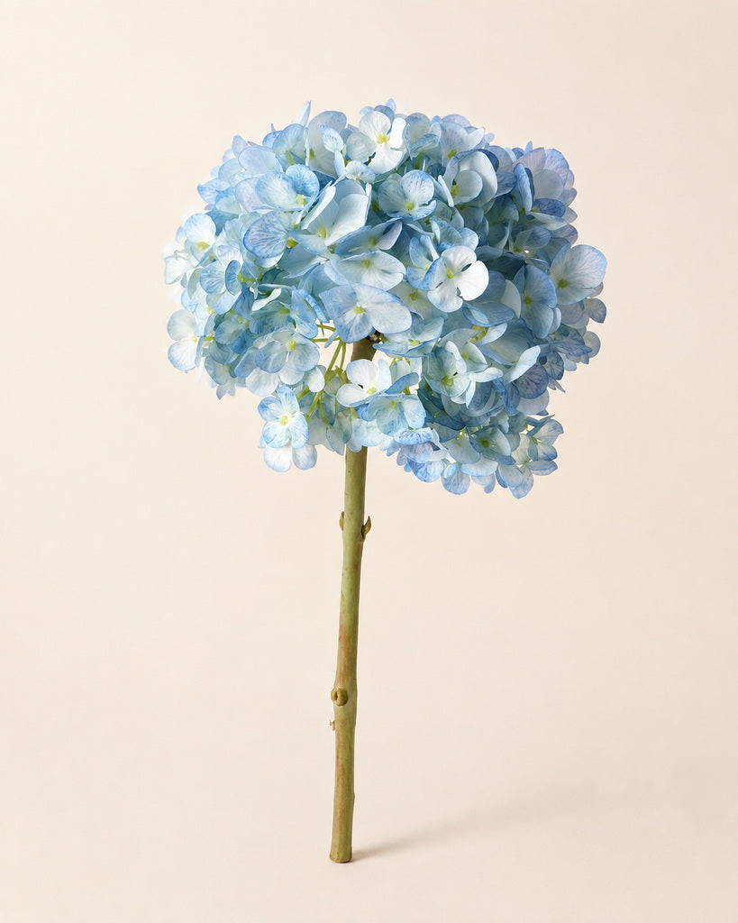Blue Dutch Hydrangea Large Stem - 64 cm