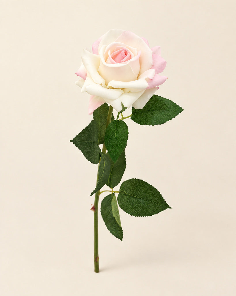 Cream Pink Austin Artificial Rose Stem - 73 cm