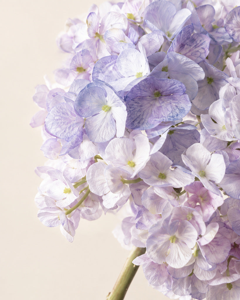 Light Purple Dutch Hydrangea Large Stem - 64 cm