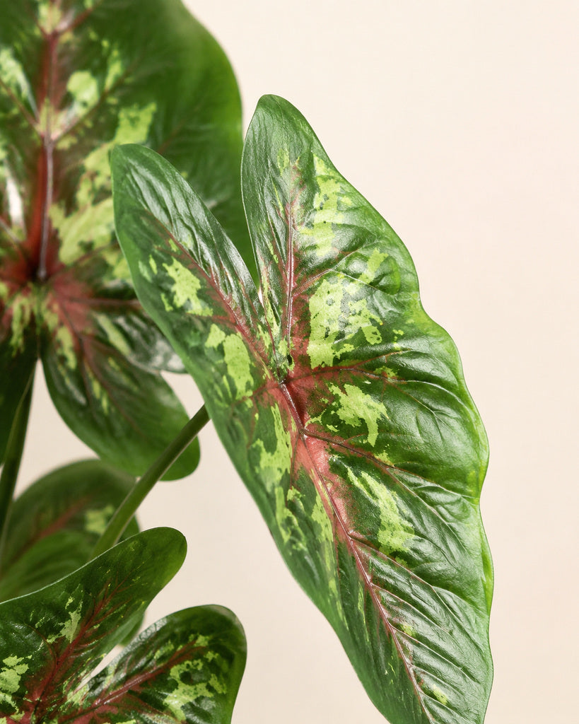 Red Green Artificial Alocasia Leaf Spray - 70 cm