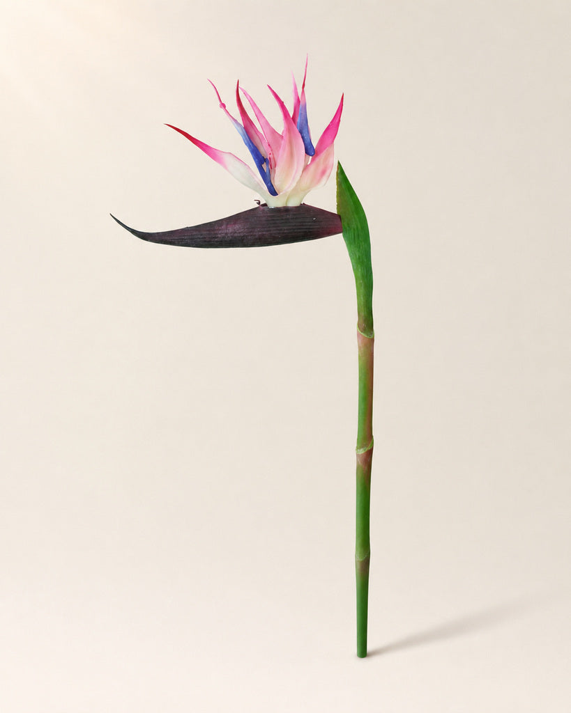 Pink Soft-Touch Artificial Bird of Paradise Stem - 58 cm