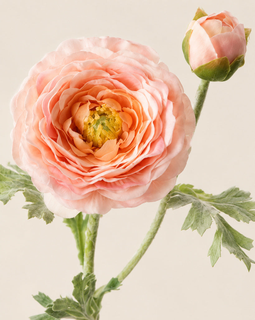 Blush Pink Artificial Ranunculus Stem - 62 cm
