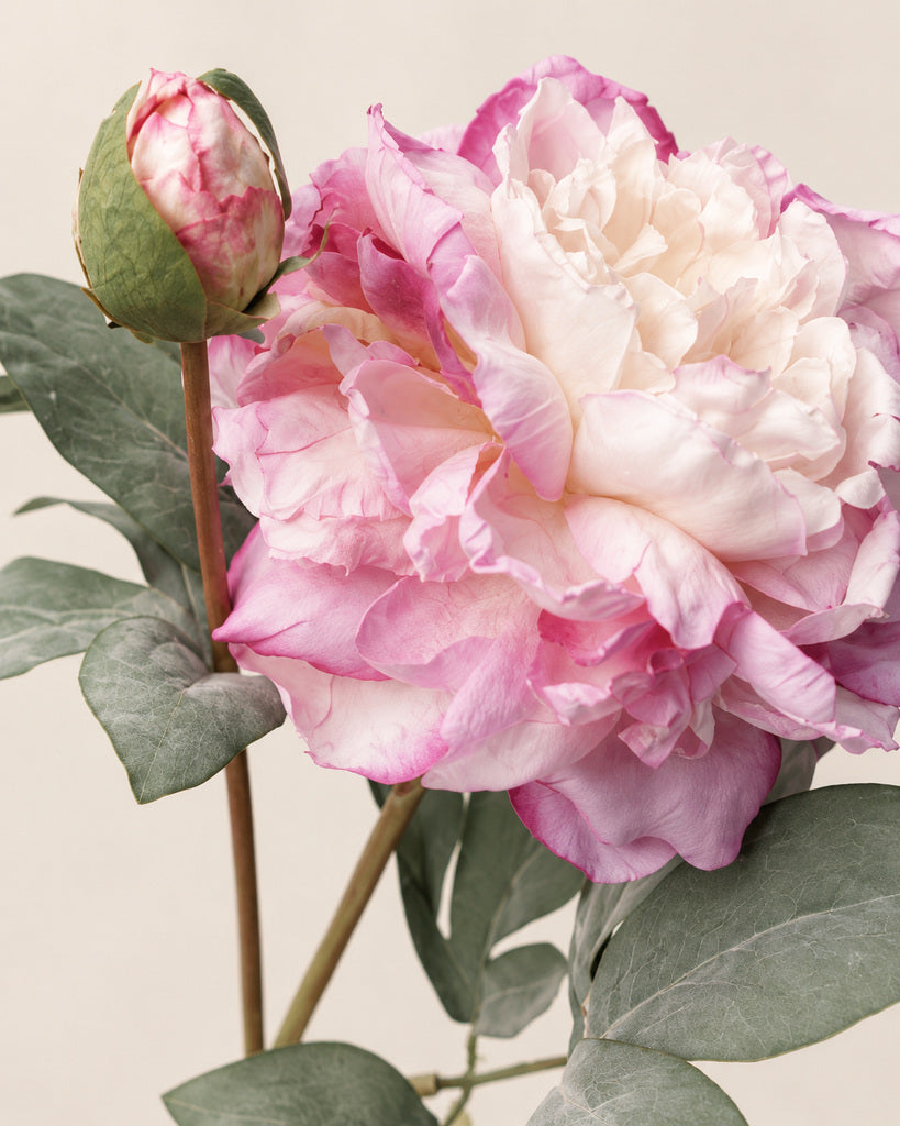 Vintage Purple 2-Head Artificial Peony Stem - 64 cm