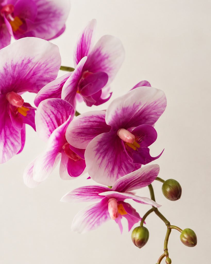 White & Magenta PVC Artificial Phalaenopsis Orchid Stem - 100 cm
