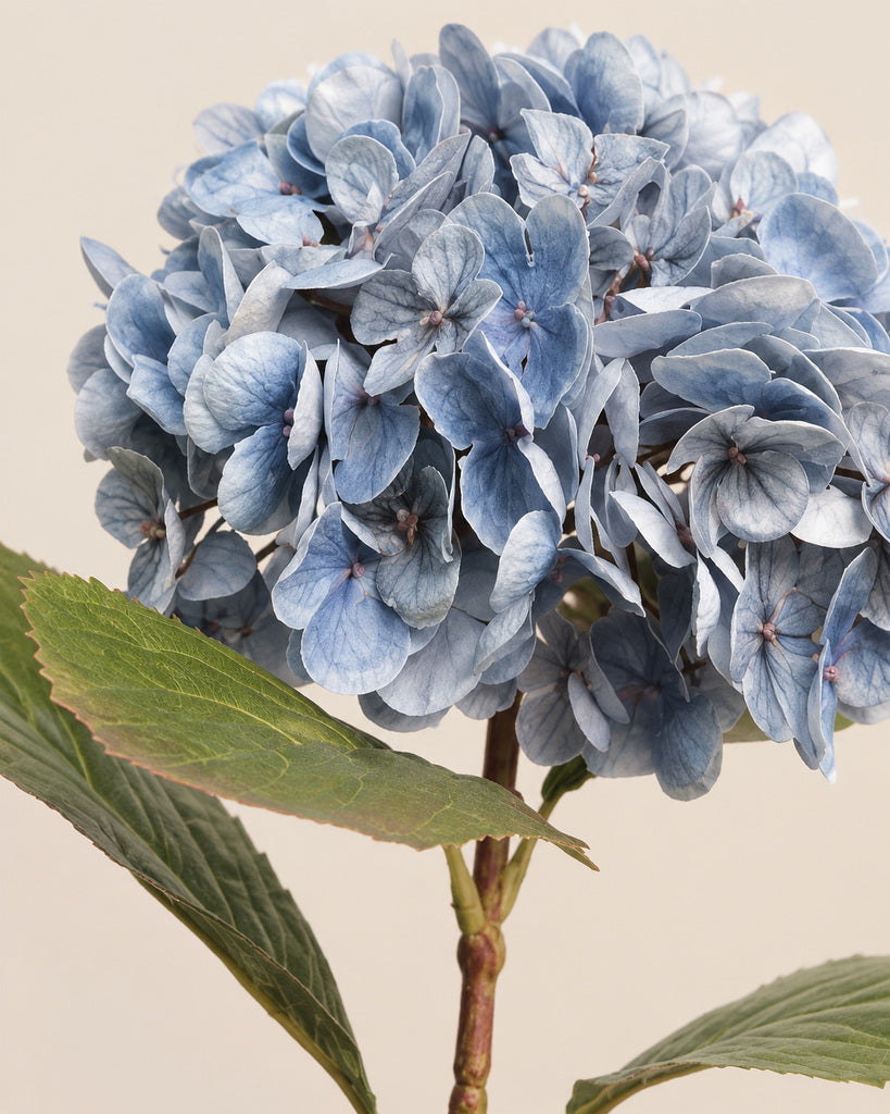 Black Blue Athens Hydrangea - 53 cm