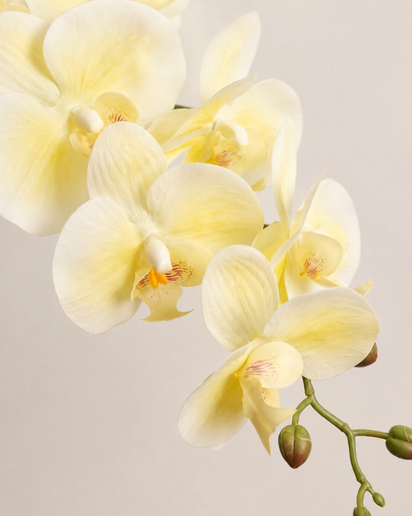 Cream Yellow PVC Artificial Phalaenopsis Orchid Stem - 100 cm